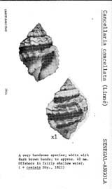 Click to enlarge
