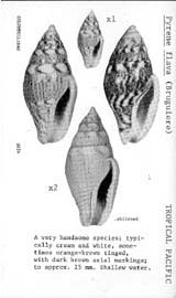 Click to enlarge