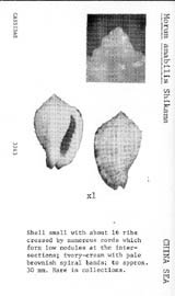 Click to enlarge