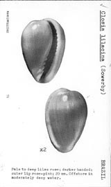 Click to enlarge