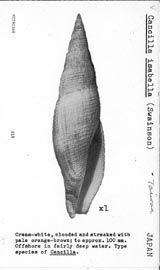 Click to enlarge