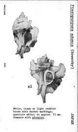 Click to enlarge