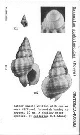 Click to enlarge