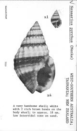Click to enlarge