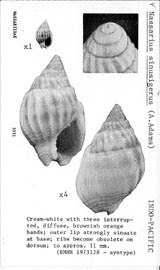 Click to enlarge