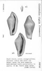 Click to enlarge