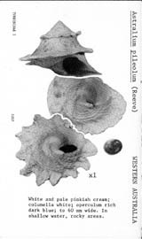 Click to enlarge