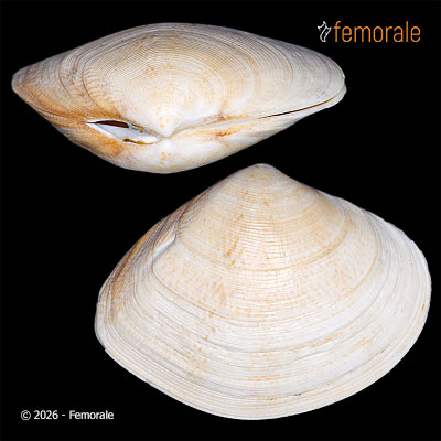 enlarge photo