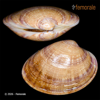 enlarge photo