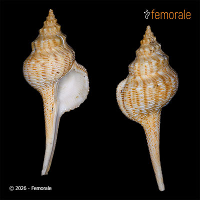 enlarge photo