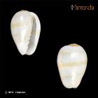 enlarge photo