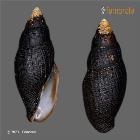 enlarge photo