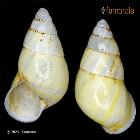 enlarge photo