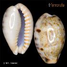 enlarge photo