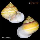 enlarge photo