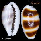 enlarge photo