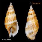 enlarge photo