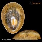 enlarge photo