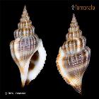 enlarge photo