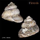 enlarge photo