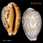 enlarge photo
