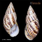 enlarge photo