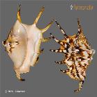 enlarge photo