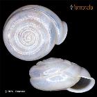 enlarge photo