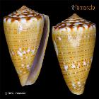 enlarge photo