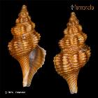 enlarge photo