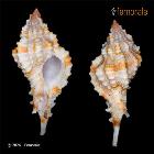 enlarge photo